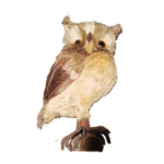Сова